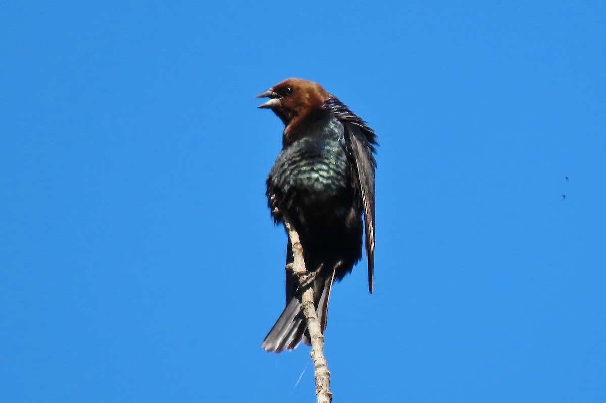 Brown-headed Cowbird - ML638788604