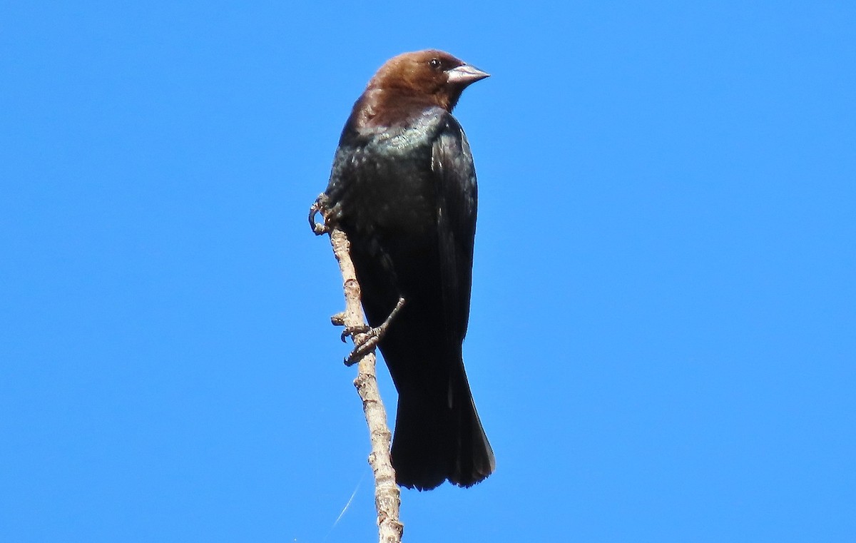 Brown-headed Cowbird - ML638788605