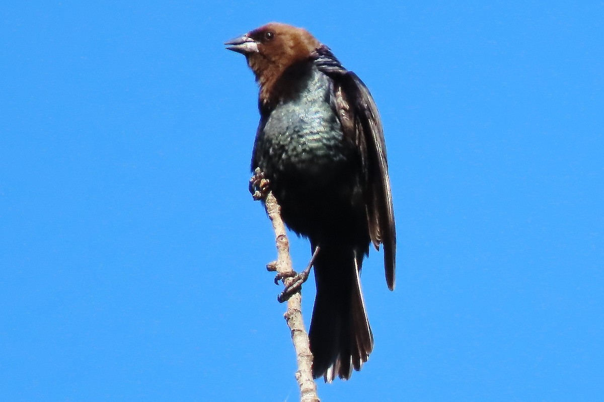 Brown-headed Cowbird - ML638788606