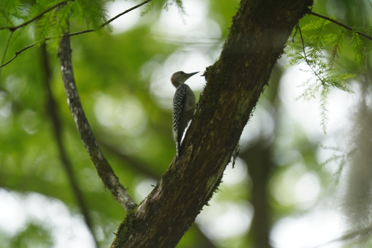 Carolinaspecht - ML638788613