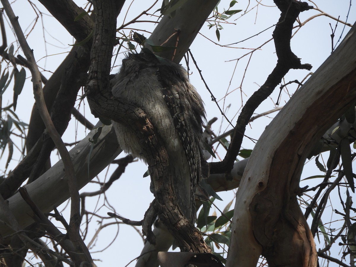 Tawny Frogmouth - ML638788621