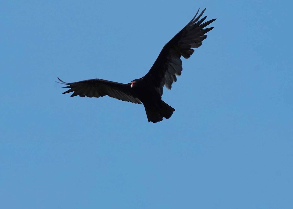 Turkey Vulture - ML638788623