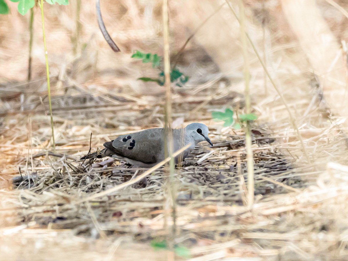 Black-billed Wood-Dove - ML638788625