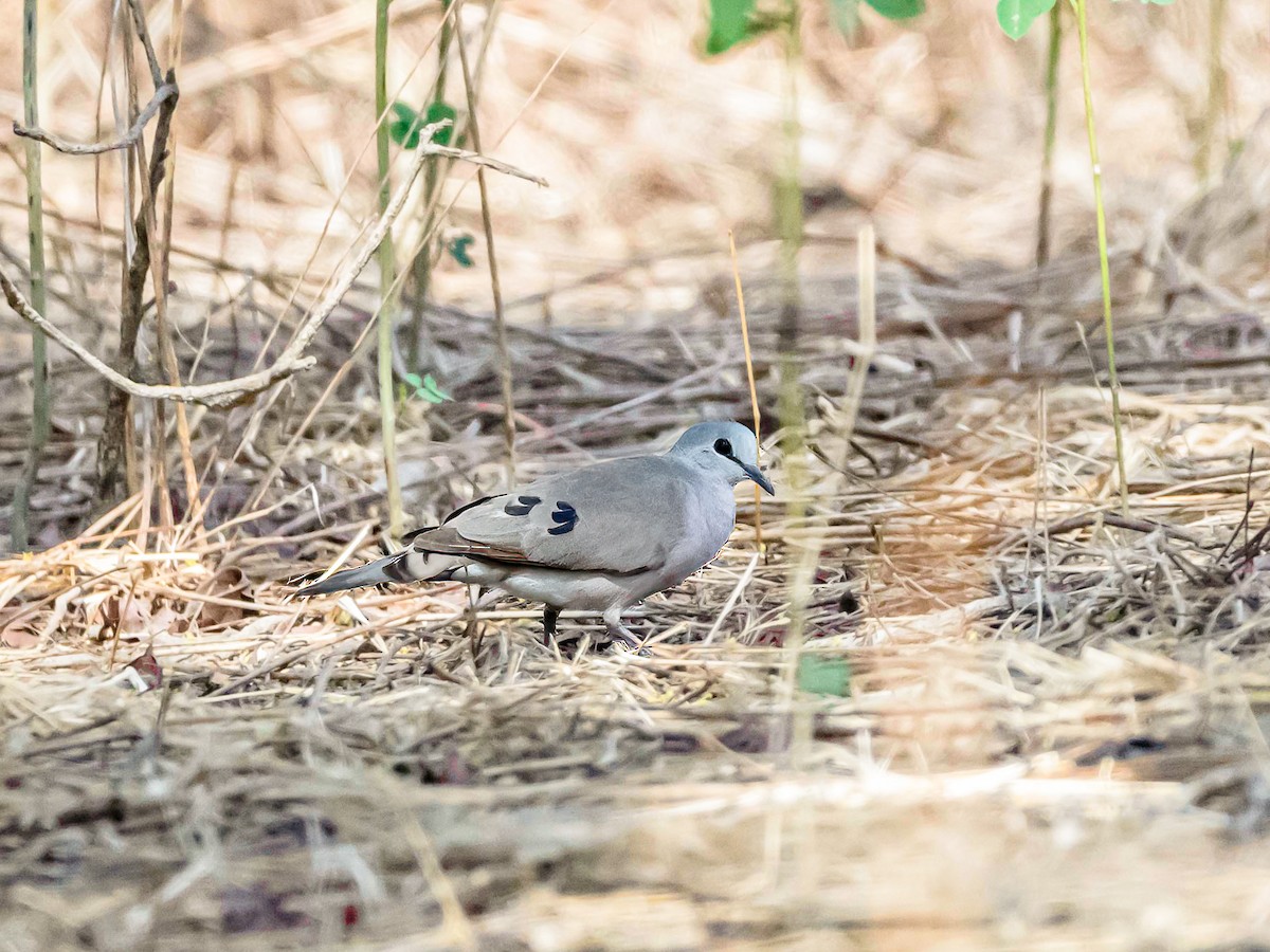 Black-billed Wood-Dove - ML638788627
