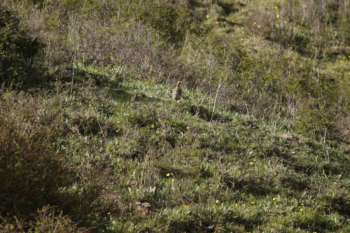 Tibetan Partridge - ML638788628