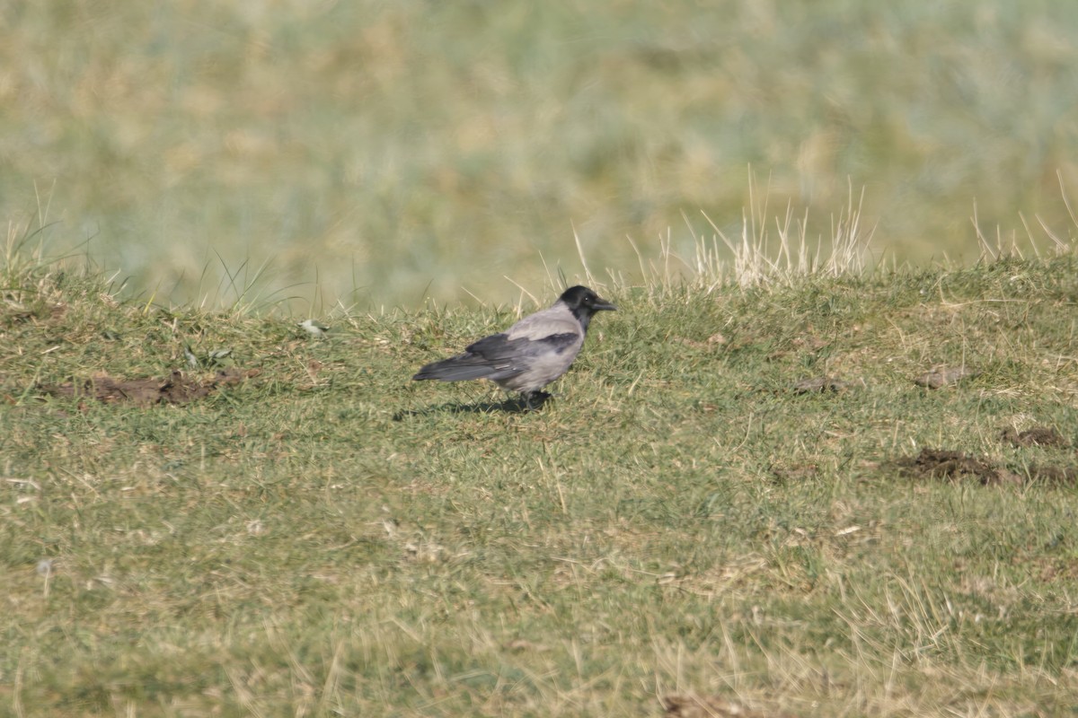 Hooded Crow - ML638788630
