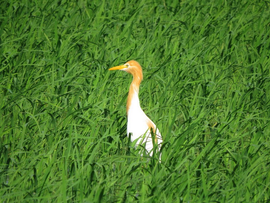 Eastern Cattle-Egret - ML638788636