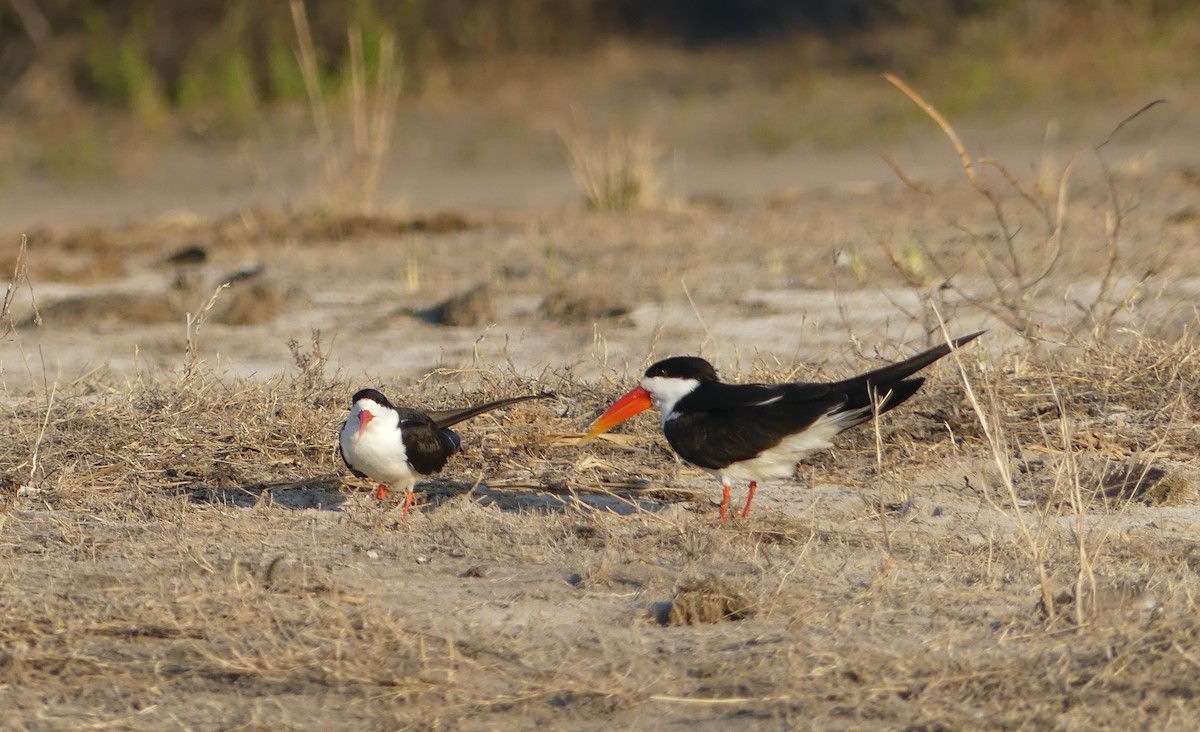 African Skimmer - ML638788637