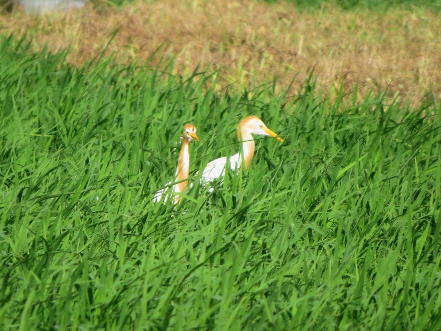 Eastern Cattle-Egret - ML638788638