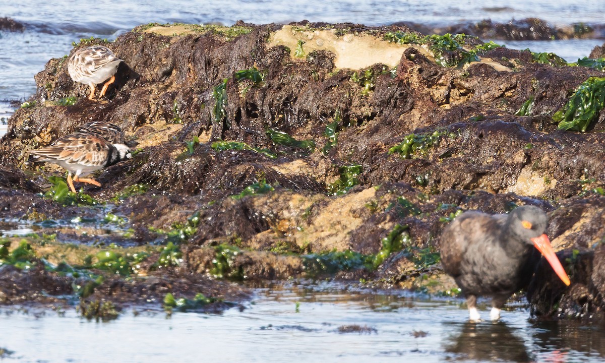 Blackish Oystercatcher - ML638788639