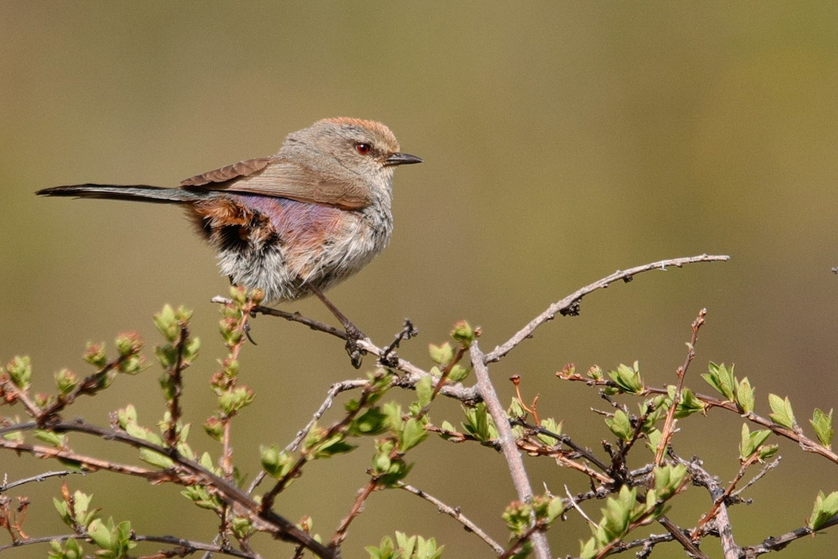 White-browed Tit-Warbler - ML638788641