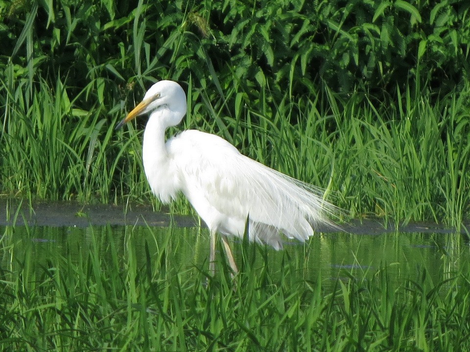 Great Egret - ML638788643
