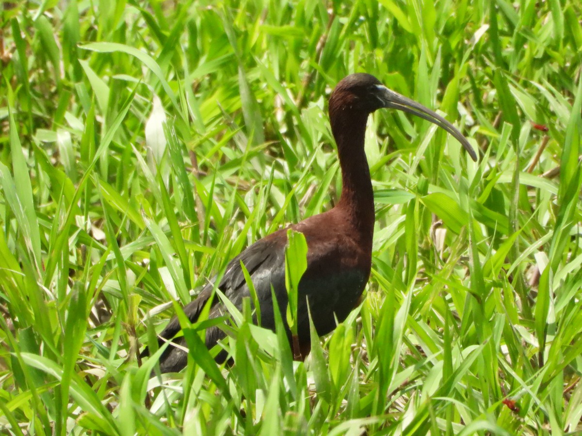 Ibis falcinelle - ML638788696
