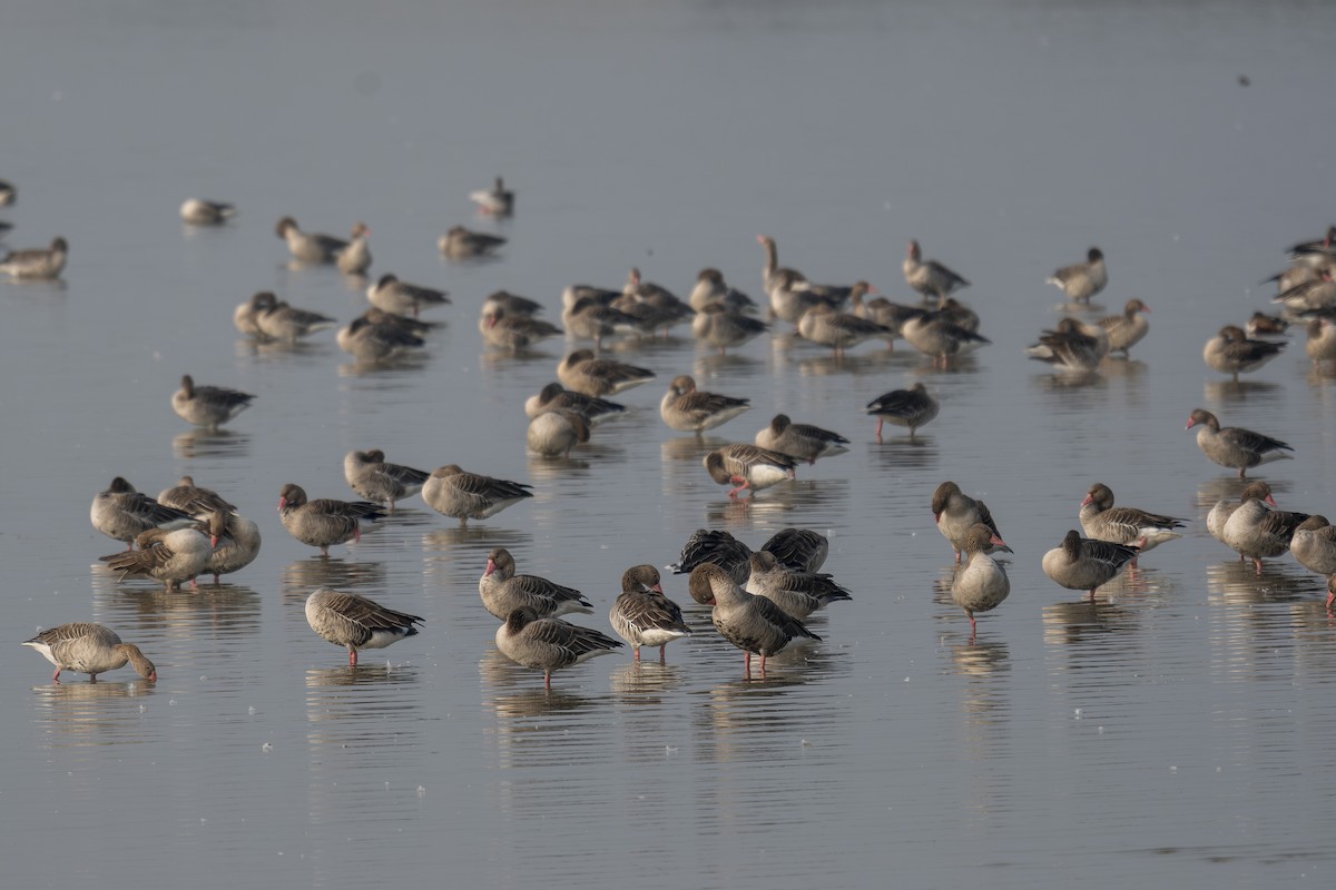 Graylag Goose - ML638788698