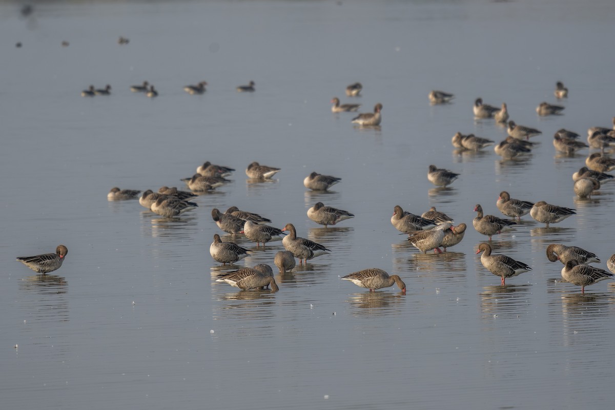 Graylag Goose - ML638788701