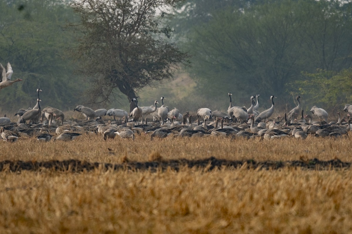 Graylag Goose - ML638788702