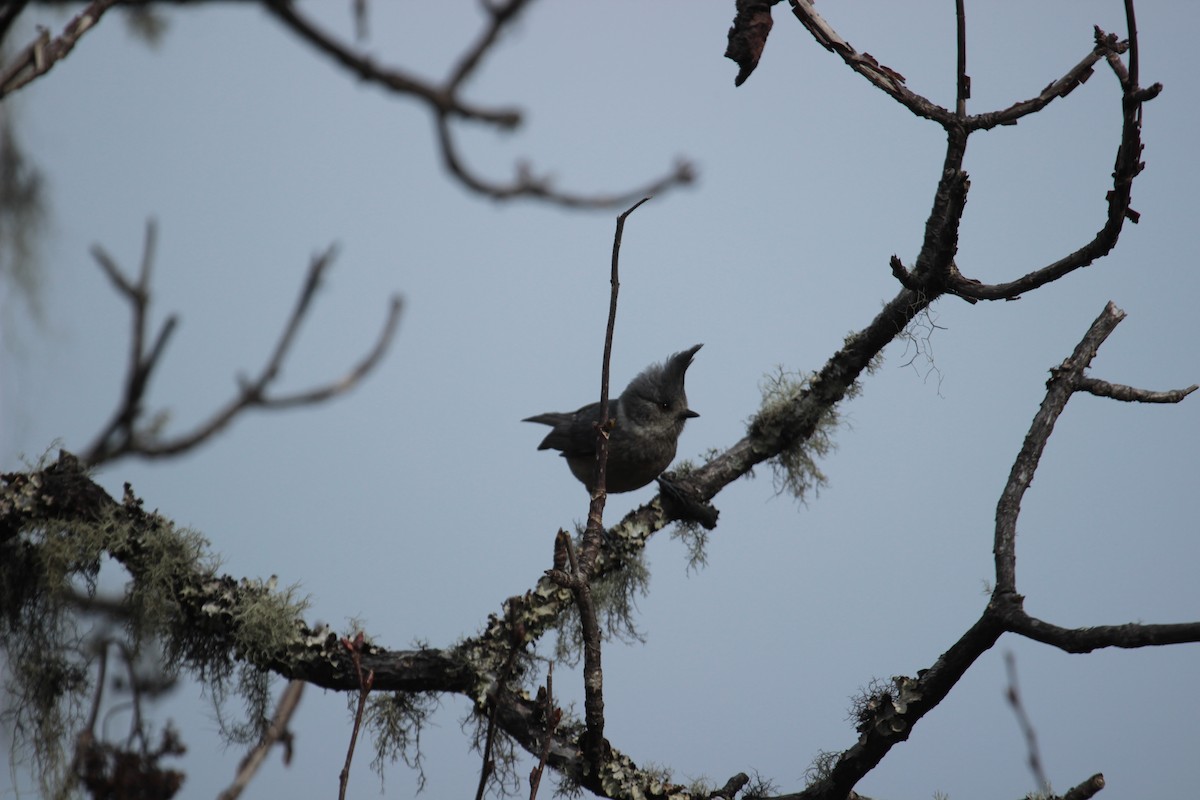 Mésange des bouleaux - ML638788703