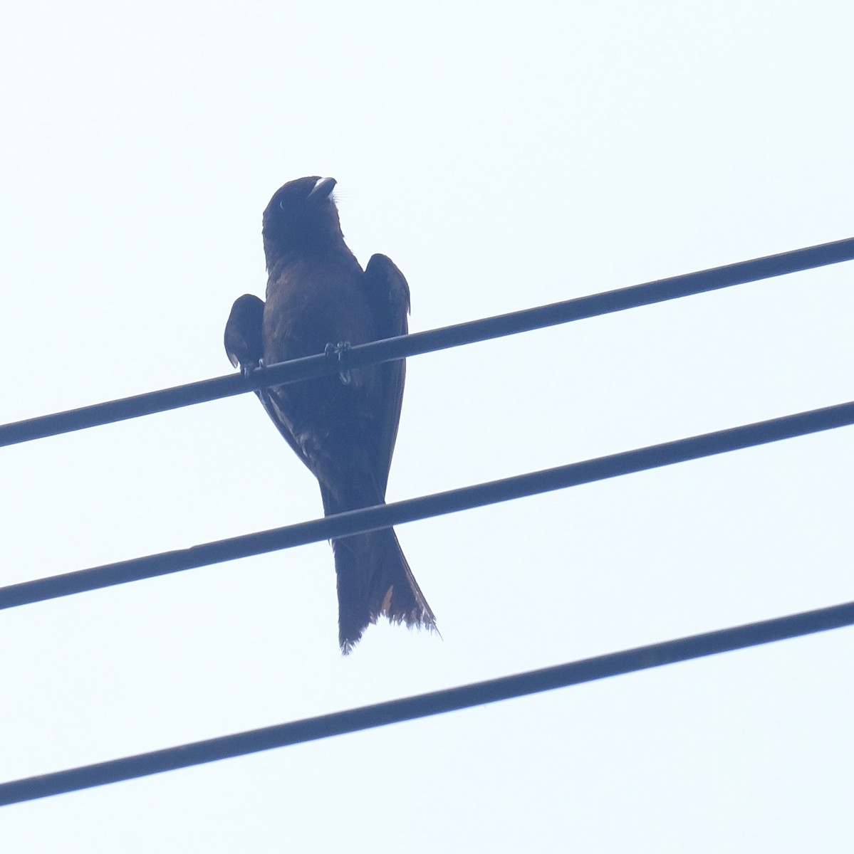 Drongo royal - ML638788705