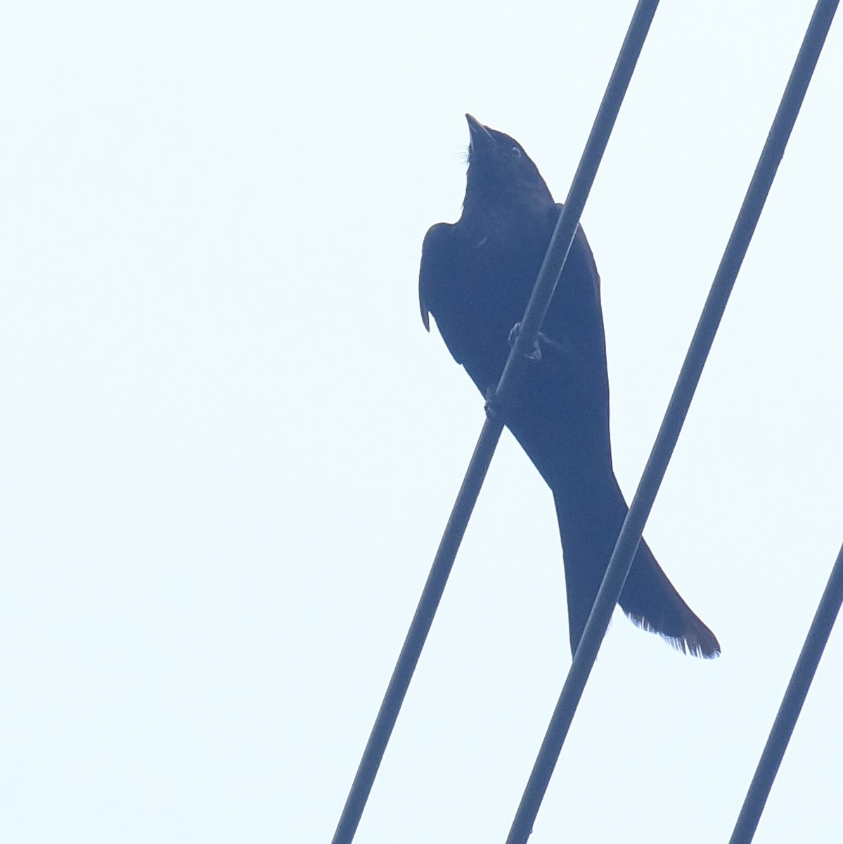 Drongo royal - ML638788706