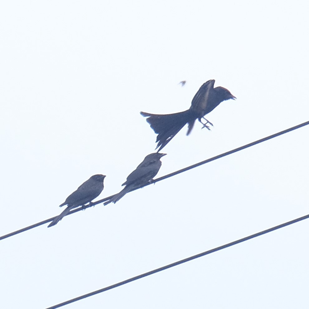 Drongo royal - ML638788707