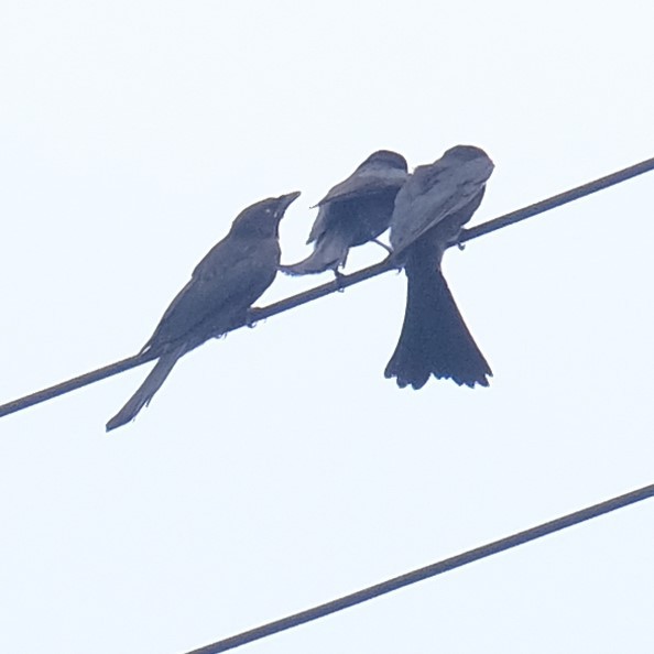 Drongo royal - ML638788708