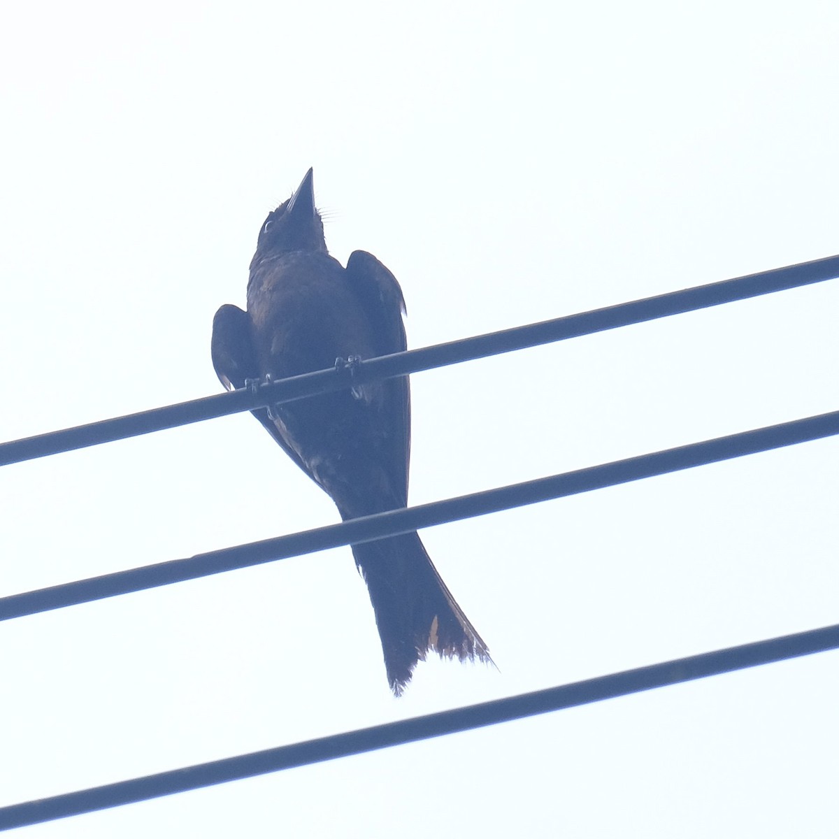 Drongo royal - ML638788709