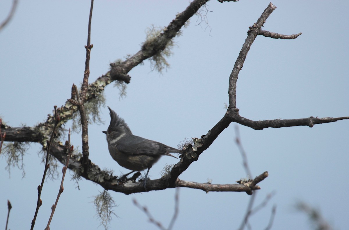 Mésange des bouleaux - ML638788711