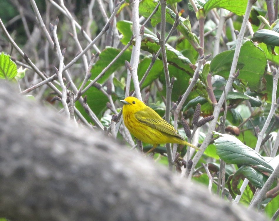 Paruline jaune - ML638788714