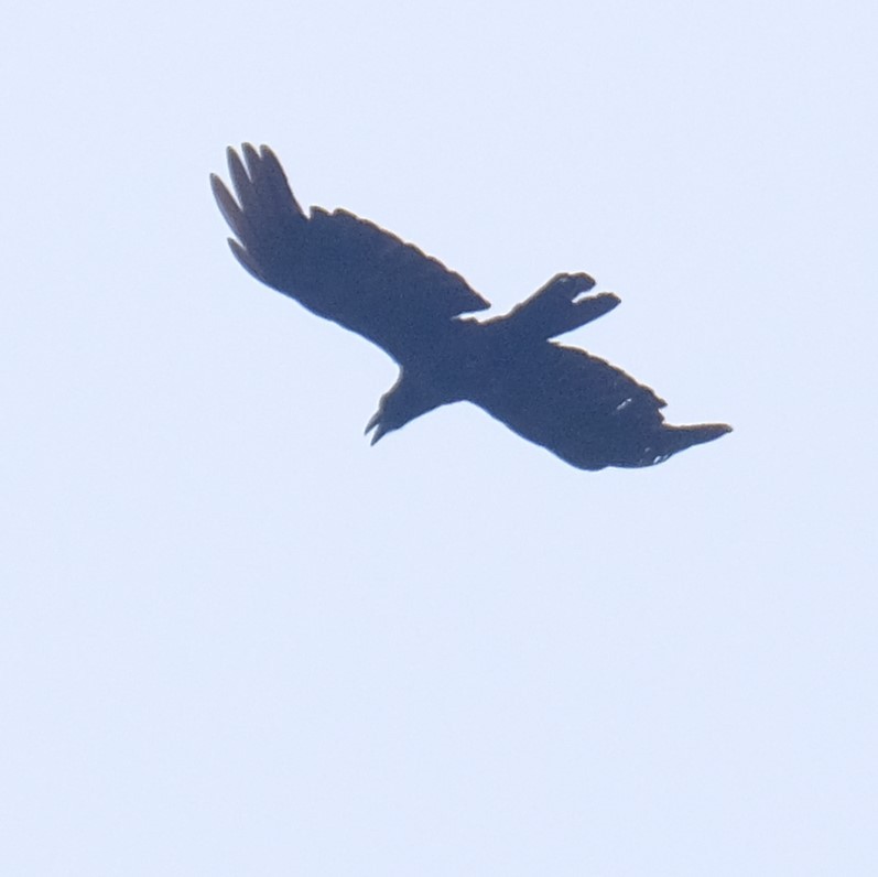 Corbeau à gros bec - ML638788715