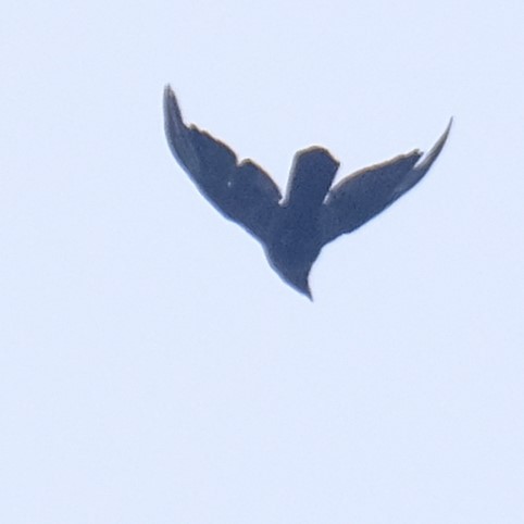 Corbeau à gros bec - ML638788716