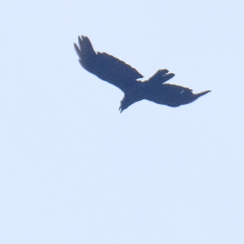 Corbeau à gros bec - ML638788717