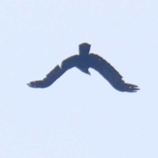 Corbeau à gros bec - ML638788718
