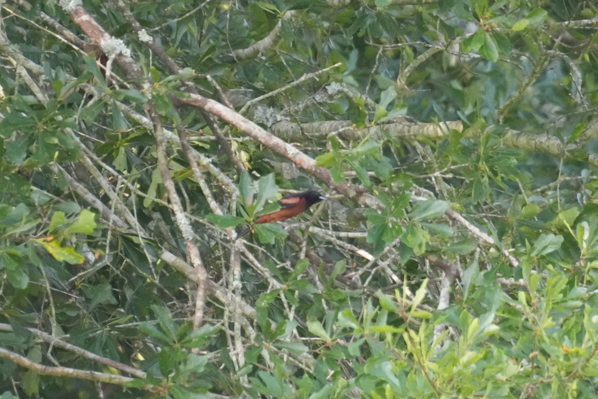 Oriole des vergers - ML638788720