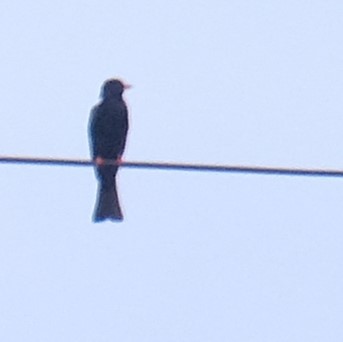 Bulbul noir - ML638788724