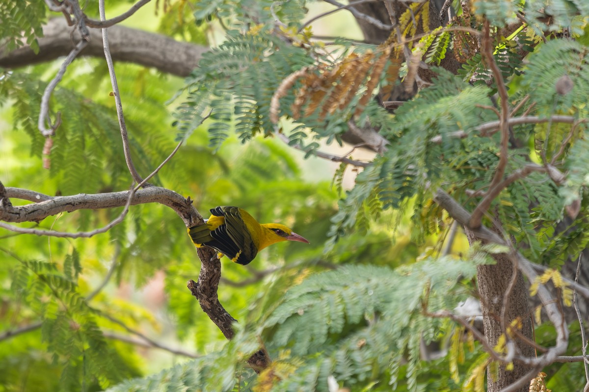 Indian Golden Oriole - ML638788747