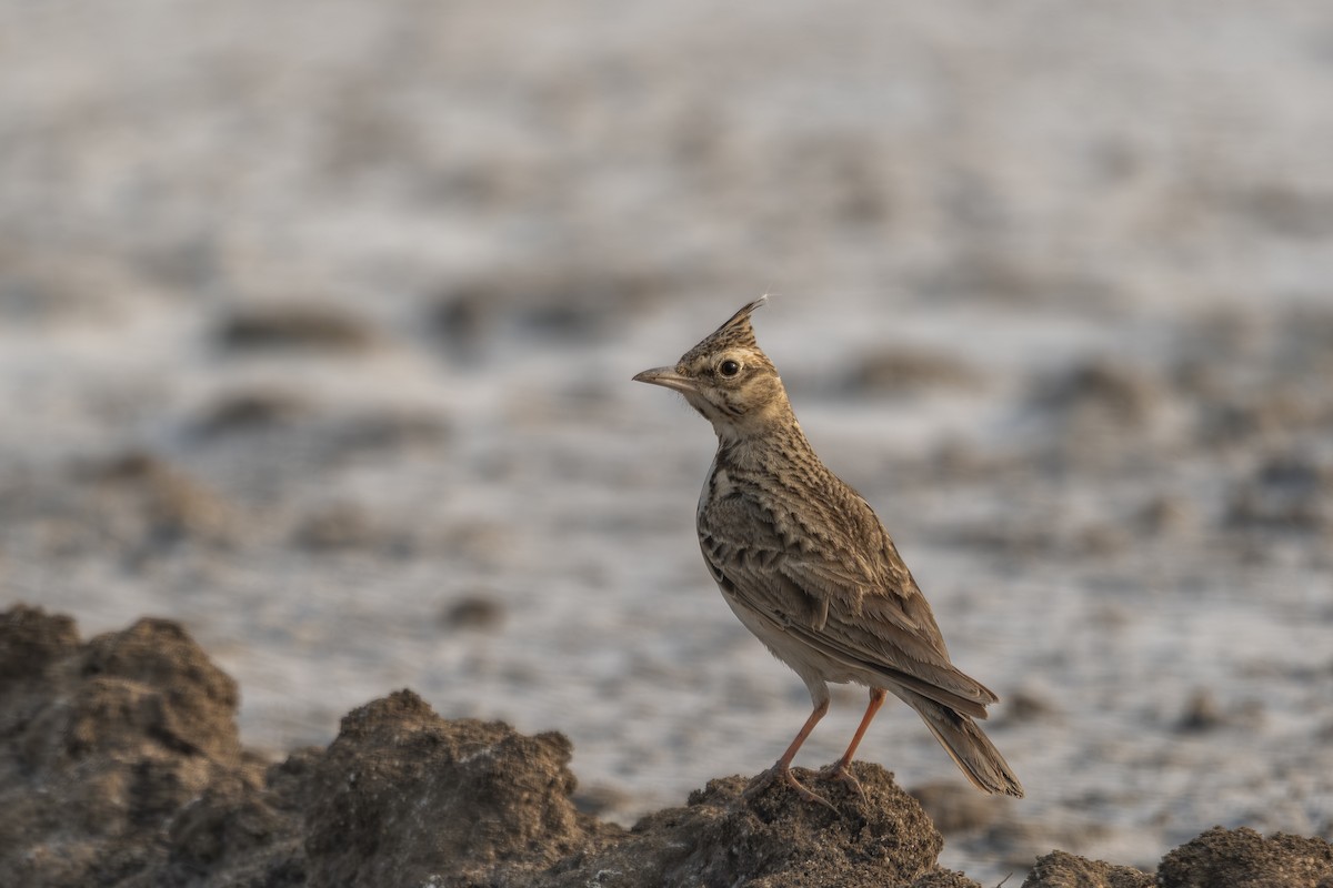 Crested Lark - ML638788753