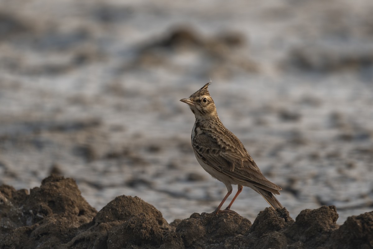 Crested Lark - ML638788754
