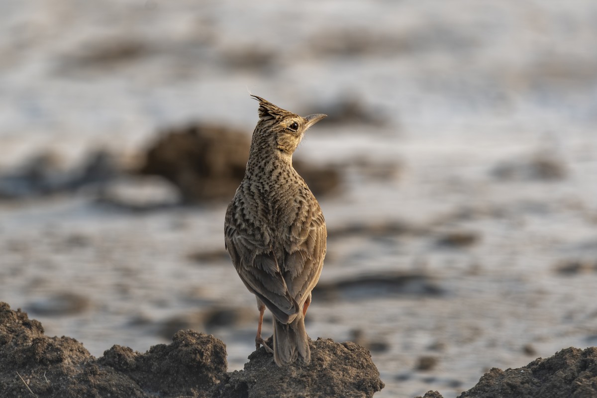 Crested Lark - ML638788755