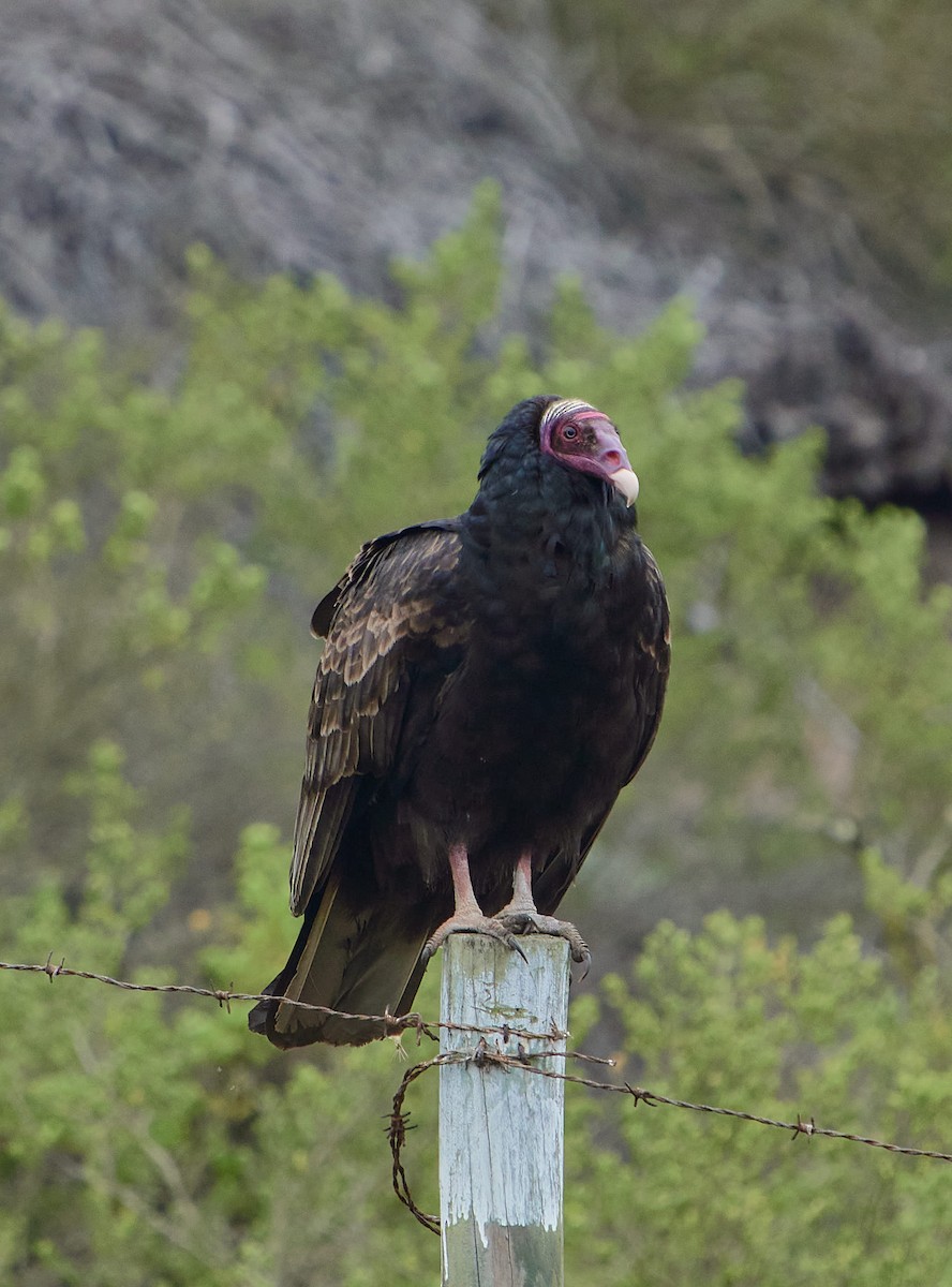 Turkey Vulture (Tropical) - ML638788763