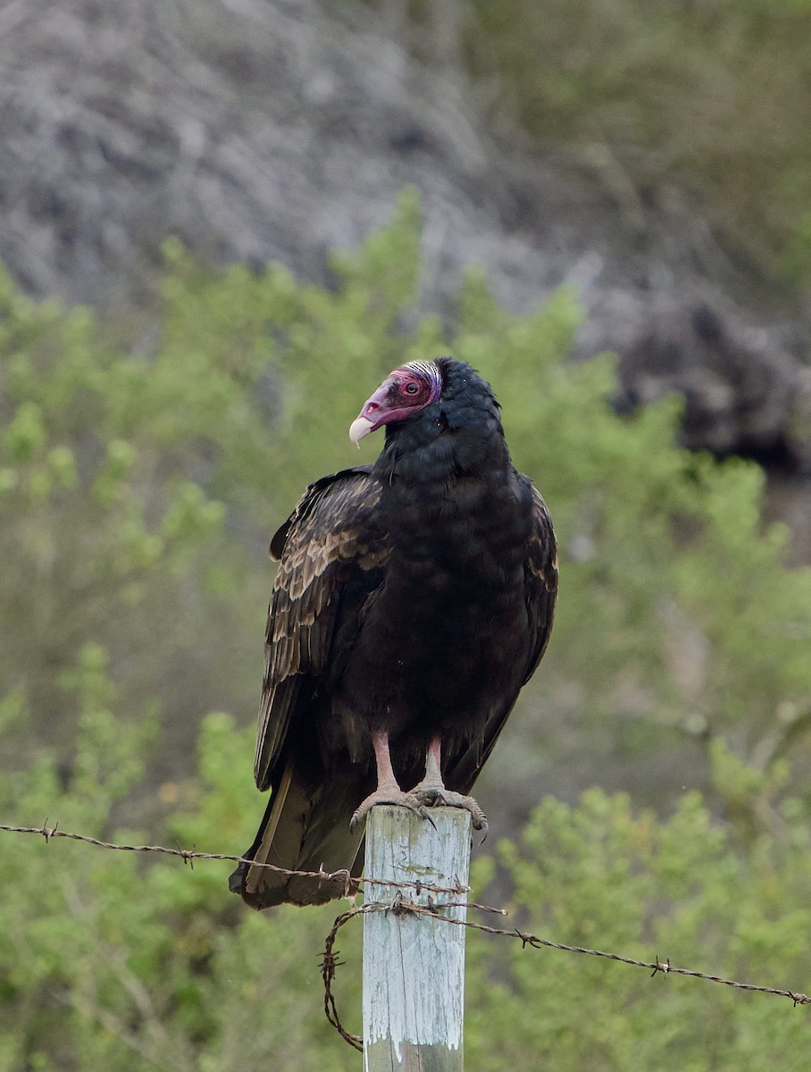 Turkey Vulture (Tropical) - ML638788764