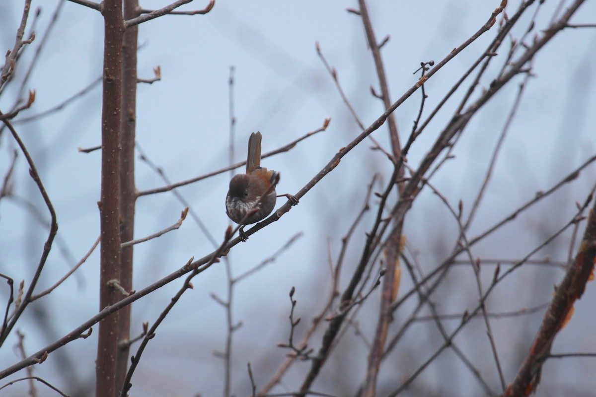 Stripe-throated Yuhina - ML638788770