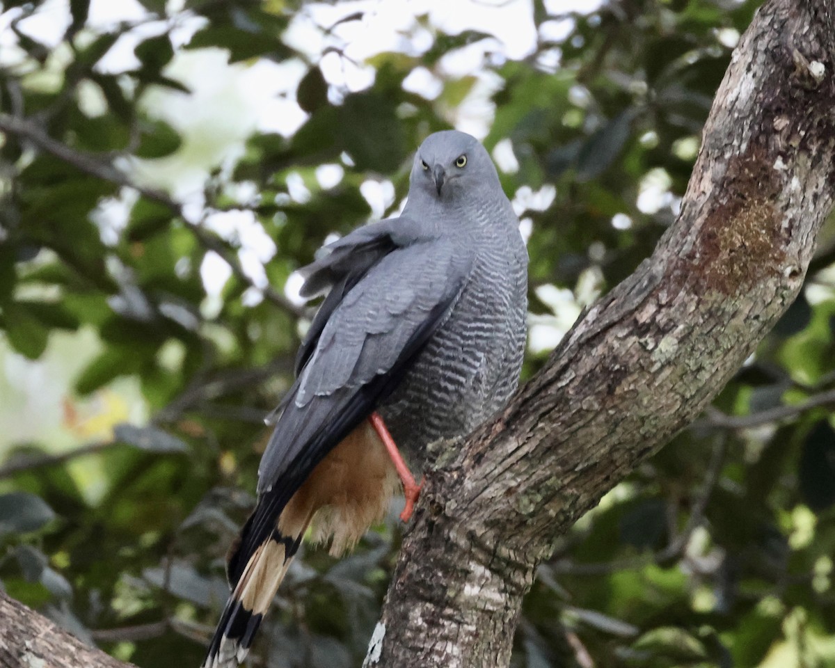 Crane Hawk - ML638788789