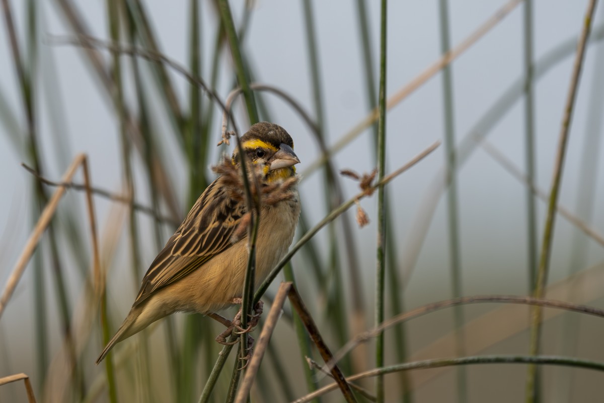 Black-breasted Weaver - ML638788806