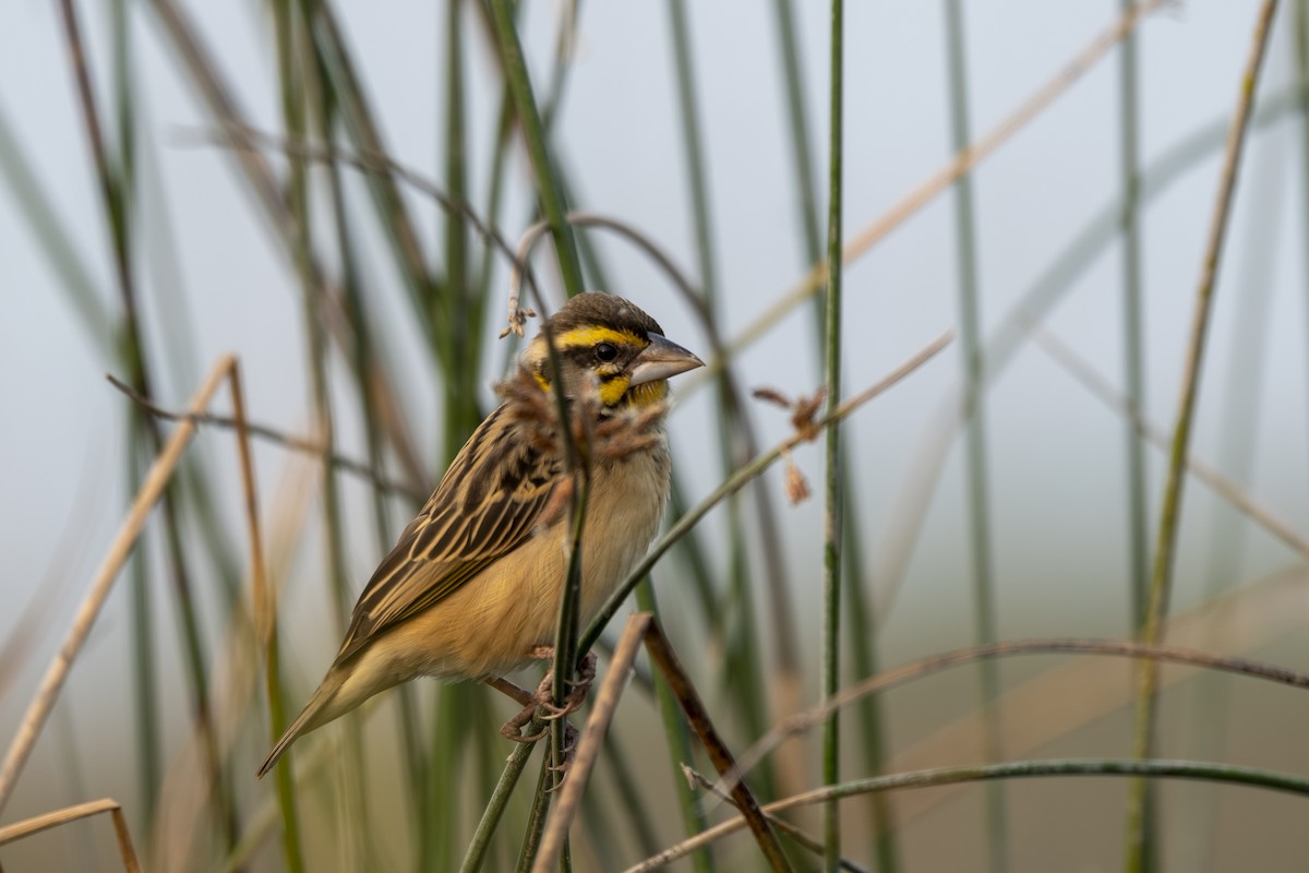 Black-breasted Weaver - ML638788807