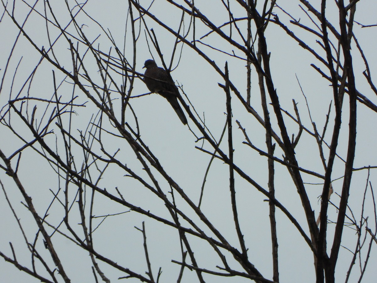 Spotted Dove - ML638788858