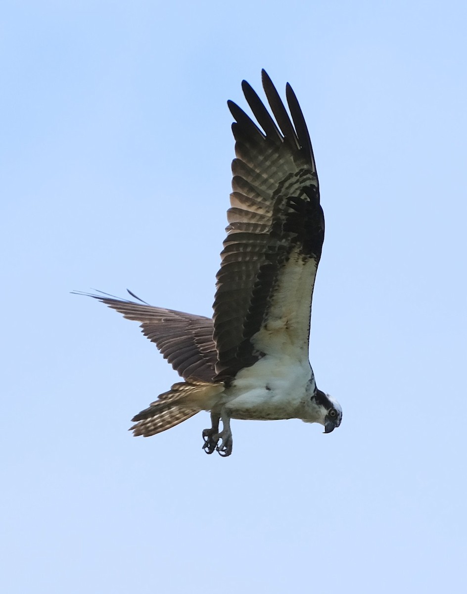 Osprey - ML638788883