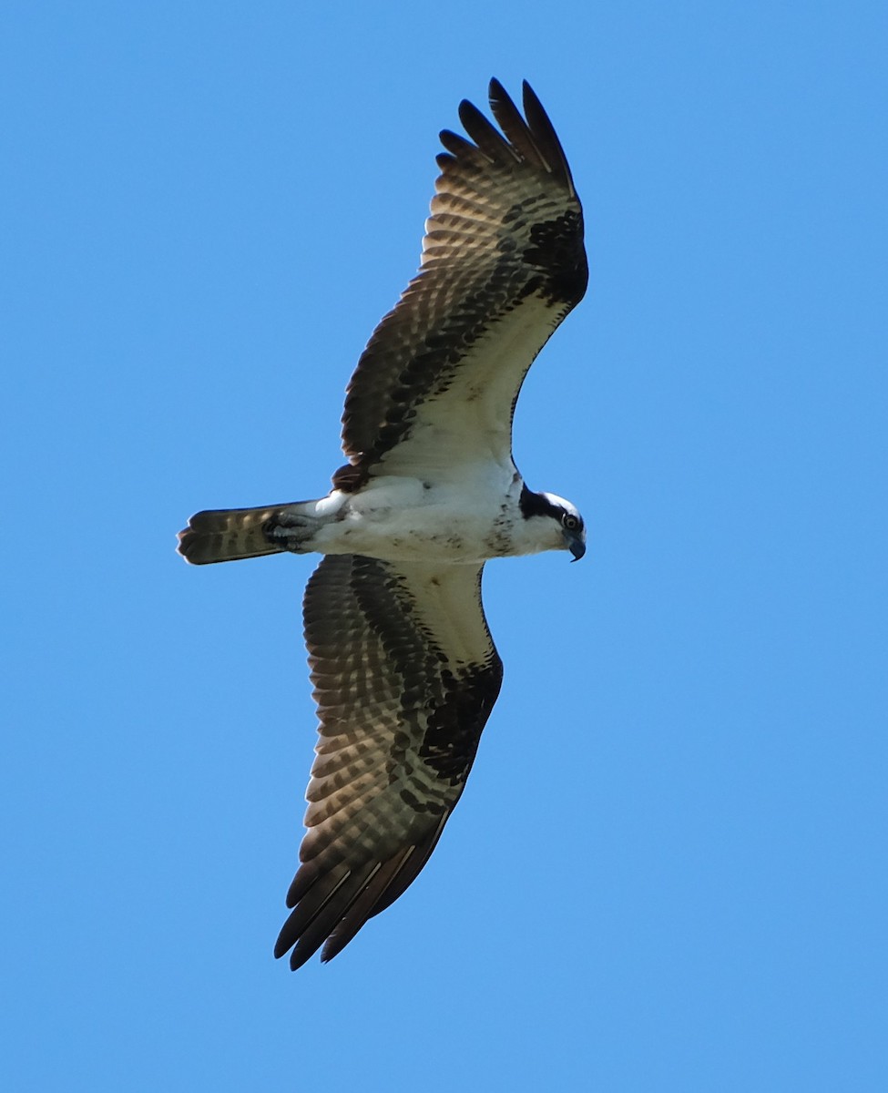 Osprey - ML638788884