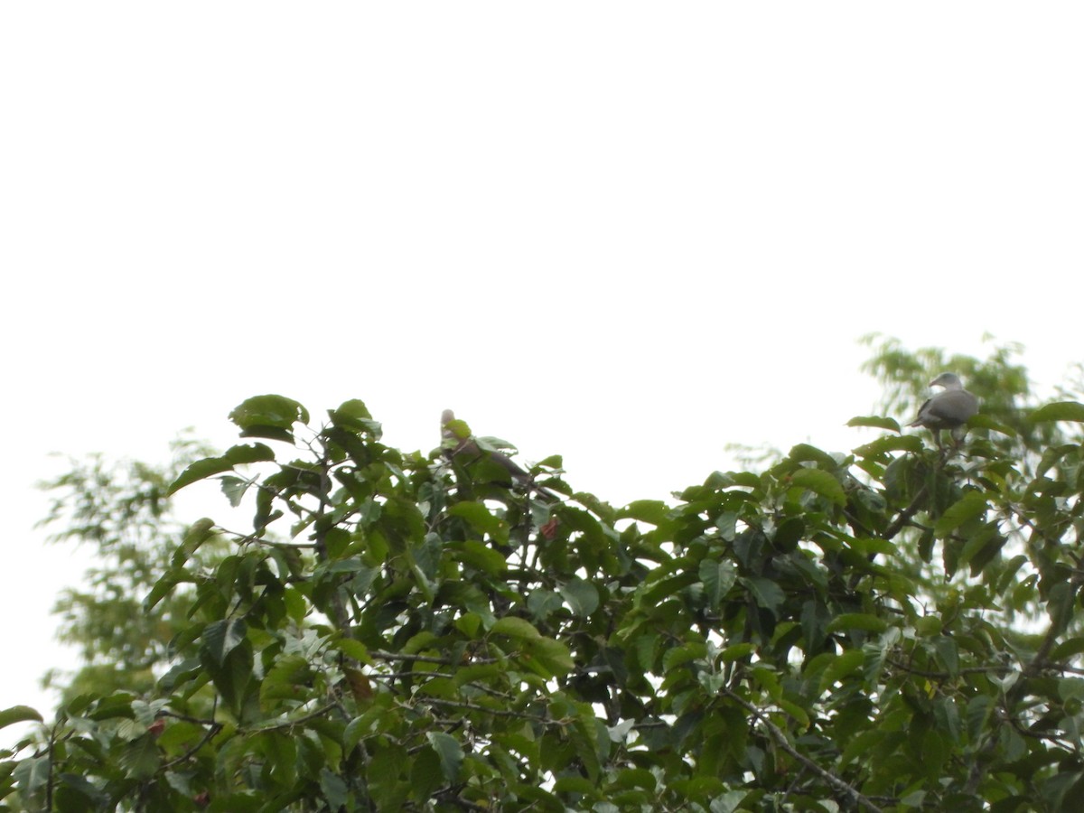 Mountain Imperial-Pigeon - ML638788887