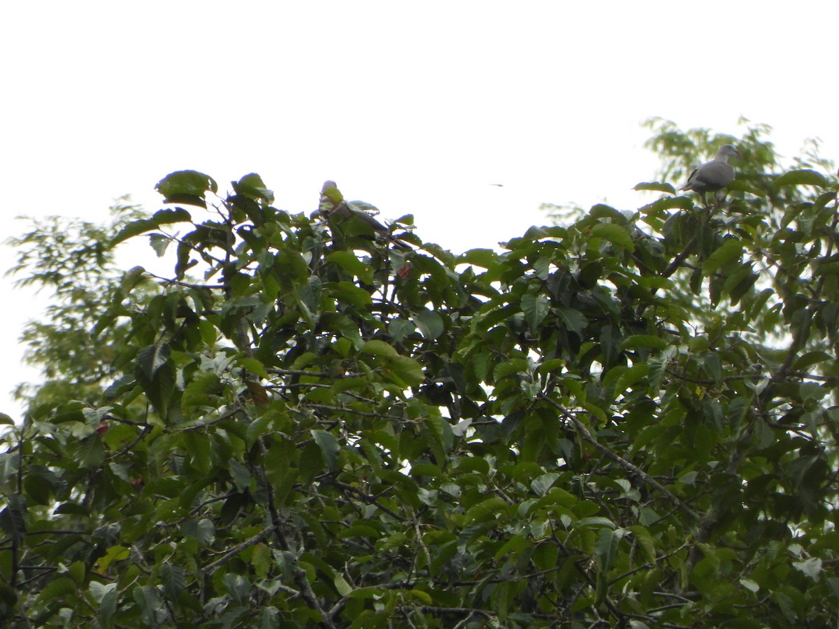 Mountain Imperial-Pigeon - ML638788891