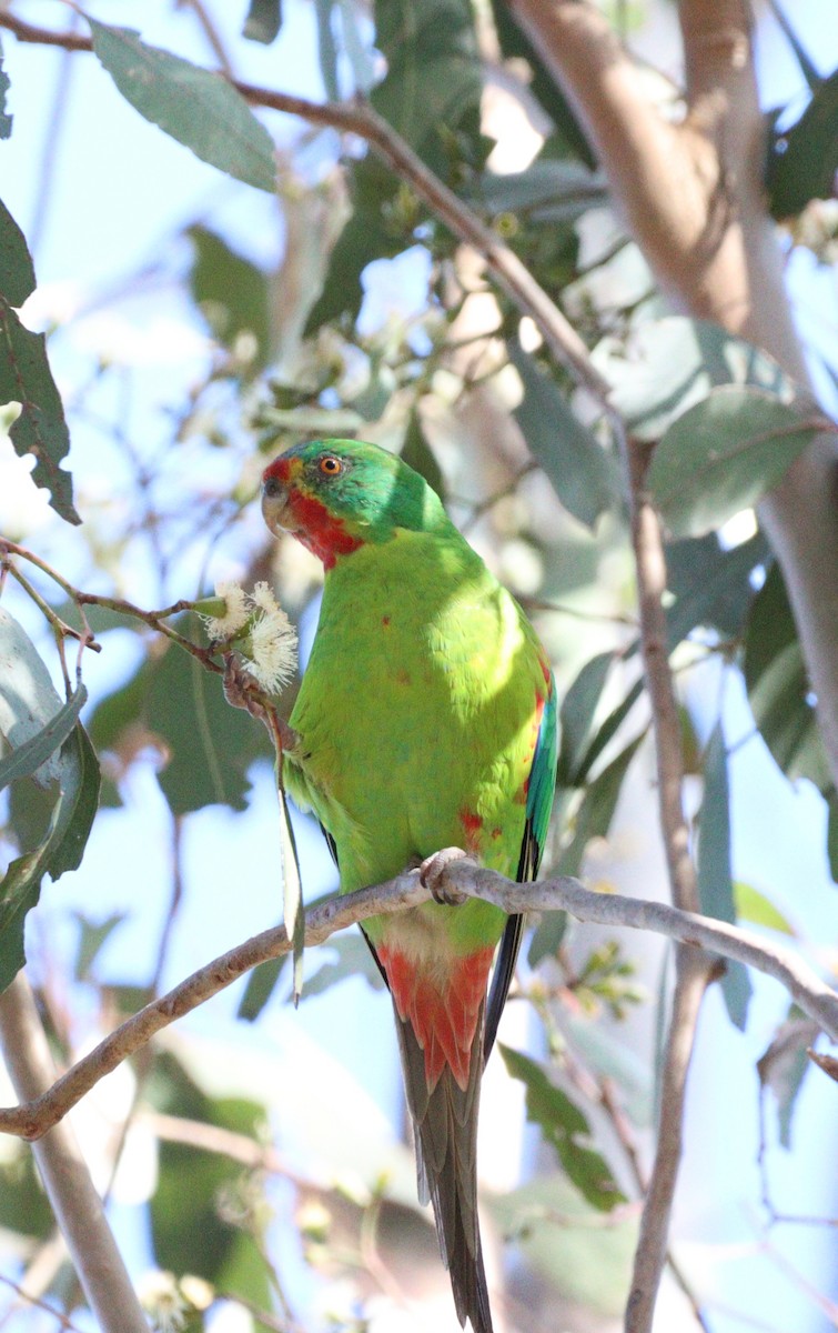 Swift Parrot - Vikki Pentecost